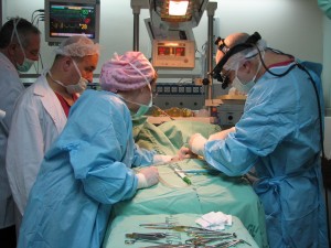 צוות הפגייה בחדר הניתוח