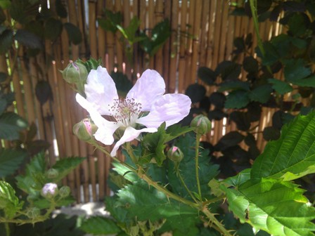 פרח הפטל בחצר ביתה של אפי בלה, צילום: אפי בלה