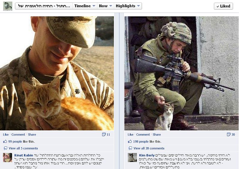 חיילים מלטפים חתולים