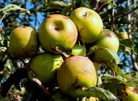 הישראלי צורך 125 תפוחי עץ בשנה (צילום: דן בר-דב)
