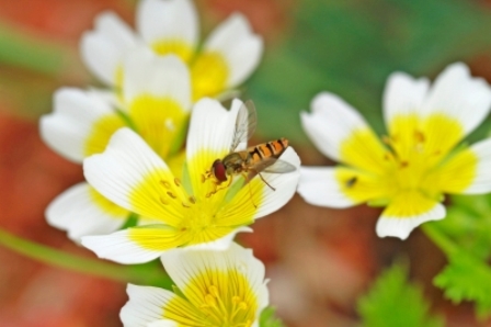 פולן דבורים, תמונה: טינה פיליפס, freedigitalphotos