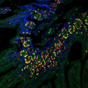 כך נראים התאים הזוהרים בעת התחלקותם בגוף העכבר (צילום: באדיבות האוניברסיטה העברית)