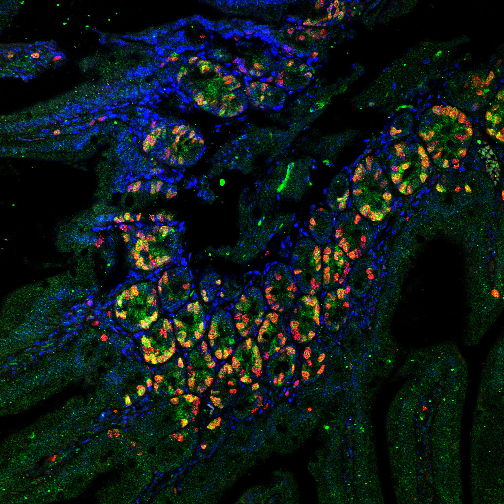 תאים זוהרים בעכברים – פיתוח חדש שיסייע בחקר מחלות