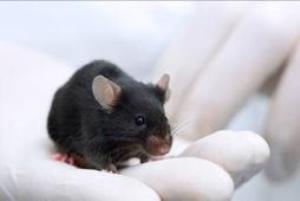 אחד העכברים שהוכשר למטרות הזיהוי 
