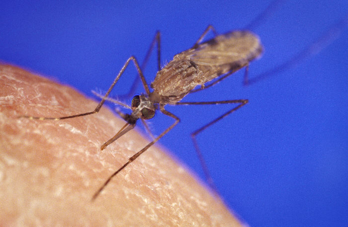 חוקרים: נשף המסכות של טפיל המלריה מתקרב לקיצו