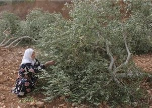 תושבי קוסרא: המתנחלים עקרו לנו מאות עצי זית