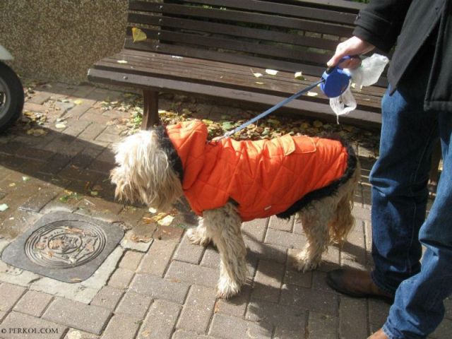כלב עם מעיל (צילמה: שרית פרקול)