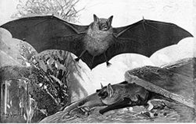 מעוף עטלף. צילום: ויקיפדיה