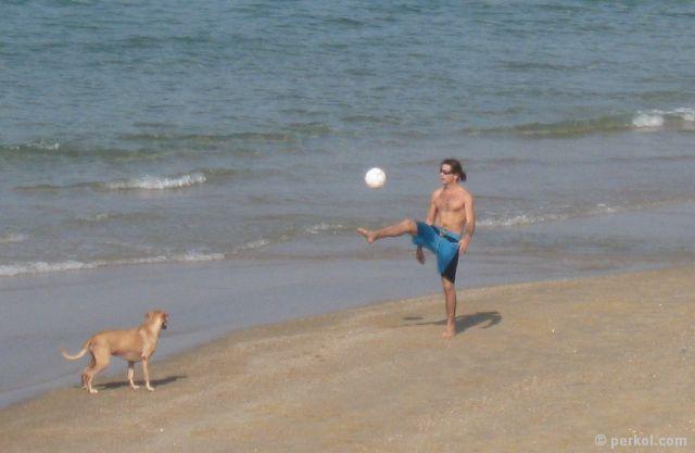 כלב על החוף (צילמה: שרית פרקול)
