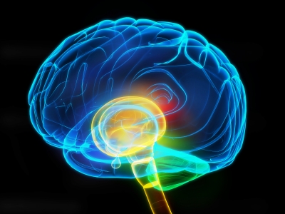 מוח חריף דורש גם תזונה בריאה (באדיבות: dream designs, http://www.freedigitalphotos.net)
