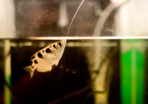 תהליכי קשב בבני אדם התגלו באמצעות מחקר על דג קשת