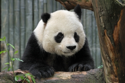 הסינים צריכים לבחור בין דובי פנדה ליין (באדיבות: http://www.freedigitalphotos.net)