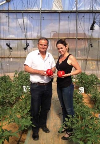 פלפל חדש בערבה – פיתוח ישראלי טעים וכלכלי