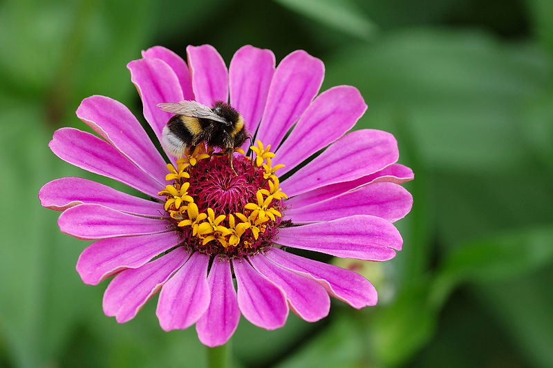 חוקר מהאונ' העברית מצא את הפתרון נגד הכחדת הדבורים