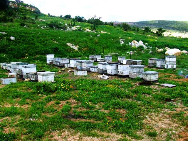 כוורת כבר לא חוזרת - כשליש מהדבורים בעולם נעלמו (באדיבות כוורת הבוסתן בפקיעין)