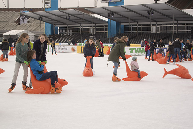500 ילדי בתי ספר מאמסטרדם והאזור הוזמנו מדי יום לשיעורים בהחלקה על הקרח. אריה-הים הכתום הוא רק בונוס. צילום: מירה-בל גזית 