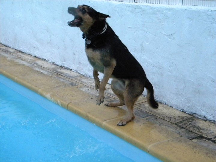 קריעת ים סוף: לכלבים האלה זה בכלל לא קשה