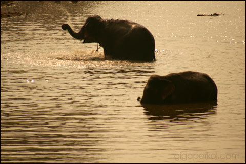 ביולוג אוסטרלי מציע לייבא פילים נגד שריפות
