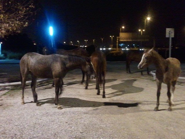 הסוסים שנתפסו אמש