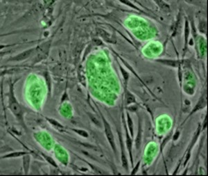 תאי גזע עובריים של עכבר מצוי, צבועים בסמן פלורסנטי (צילום: ויקימדיה)