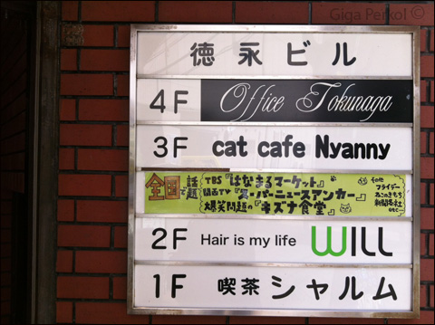 ביפן יש קפה חתולים. למה אצלנו לא?