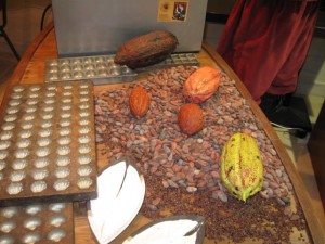קקאו, מקור השוקולד, צילום: דני בר