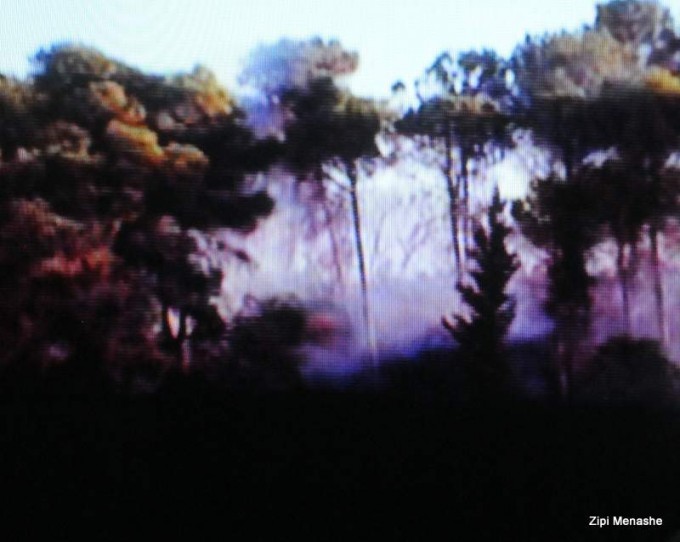 הכרמל אפוף עשן (צילום: ציפי מנשה)