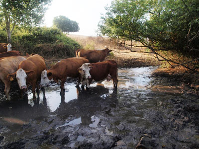 הפרות שותפות במים (צילם: אמנון להב)