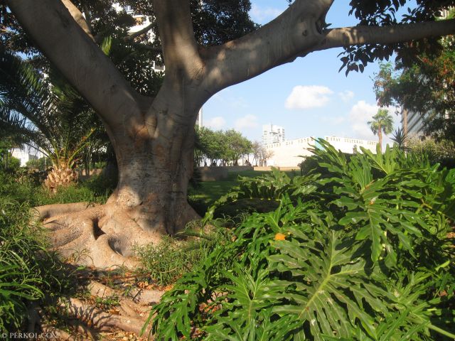 עץ בגן הדסה (צילמה: שרית פרקול)