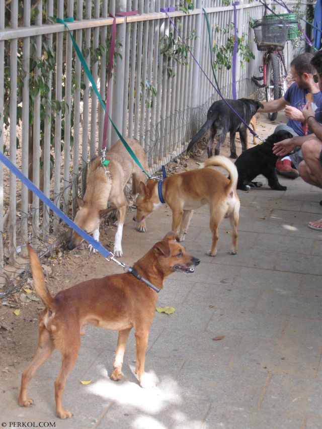 כלבים ברשות הרבים (צילמה: שרית פרקול)