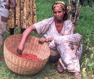 חקלאית קפה בערבות אתיופיה (מקור: ויקימדיה)
