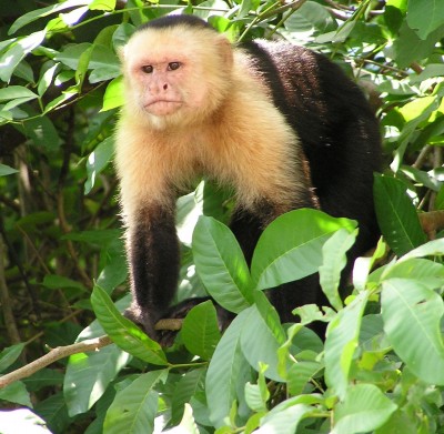 אישה בריטית טוענת: גדלתי כילדה בחברת קופים בג'ונגל