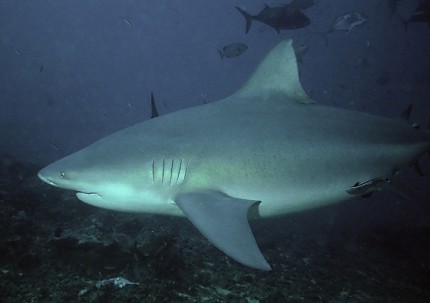 כריש קטע את זרועה של צוללנית בהוואי