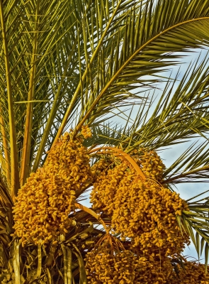 מקור עץ התמר במפרץ הפרסי (מקור: Rosemary Ratcliff, freedigitalphotos)