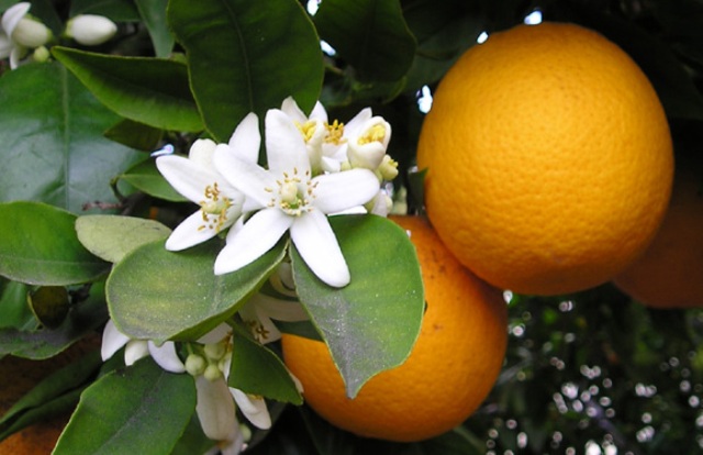 פריחת התפוזים (ויקימדיה)