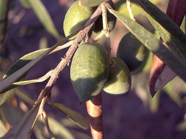 הכל על שמן הזית הישראלי – פרק ראשון