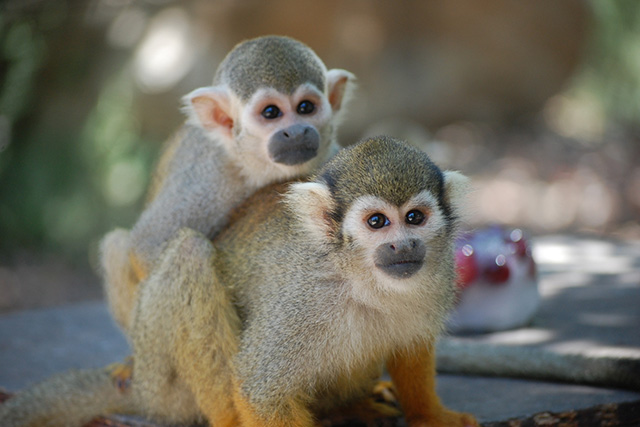 פארק הקופים צילום מתן פיליזר 