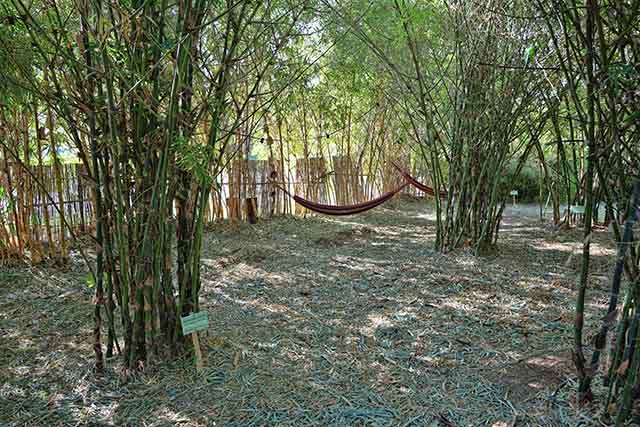 חוות הבמבוק של גיא ברותם (צילום דן בר דוב)