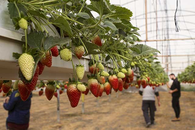 קטיף תותים תלויים בצפון הנגב (צילום דן בר דוב)