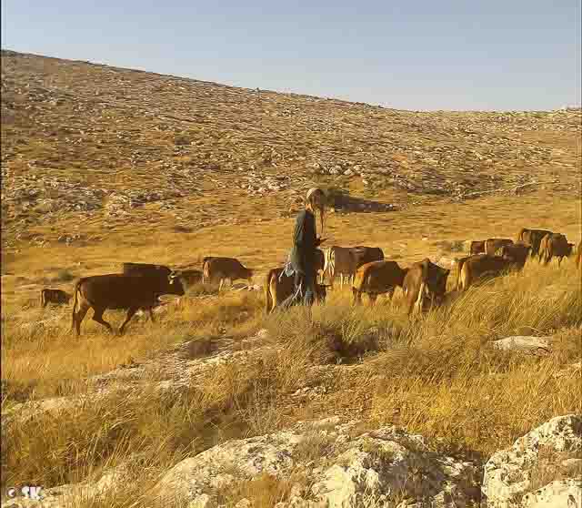 משטרת ישראל החרימה עדרי בקר השייכים לפלסטינים בטענה כי רעו על פני אדמה פרטית
