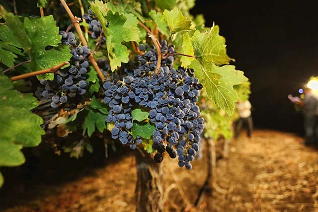 מענבים טובים יוצא יין טוב (צילום דן בר דוב)