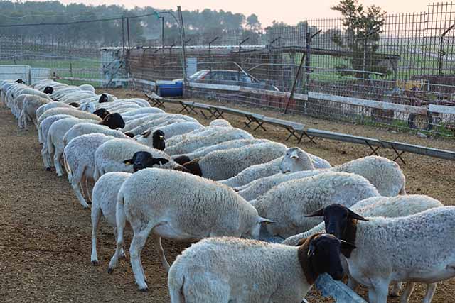 האכלת כבשים בחוות הר שמש (צילום דן בר דוב)