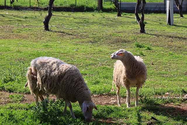 הכבשים רועות באחו של מחלבת מרקוביץ' (צילום דן בר דוב)