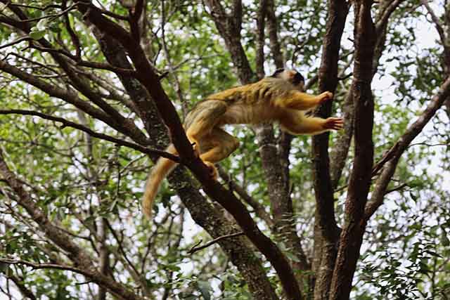 ביער הקופים ביודפת (צילום דן בר דוב)