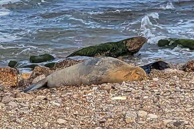 כלבת הים יוליה (צילום דן בר דוב)