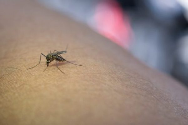 התקנת רשתות נגד יתושים לקראת הקיץ
